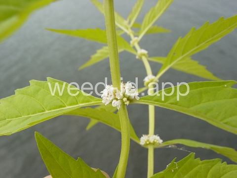 bugleweed, rough